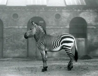 Una zebra di montagna che sta nel suo recinto, davanti alle alte porte della Casa delle Giraffe allo Zoo di Londra nel 1927