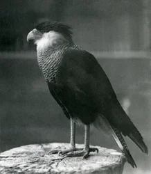 Un caracara crestato settentrionale allo Zoo di Londra, prima del 1930