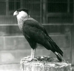 Un caracara crestato settentrionale su un tronco allo Zoo di Londra, settembre 1925
