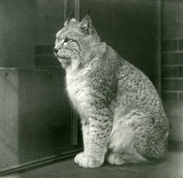 Una lince del nord, Zoo di Londra, febbraio 1925