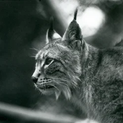 Lince del Nord allo Zoo di Londra, luglio 1925