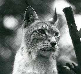Lince del Nord allo Zoo di Londra, luglio 1925