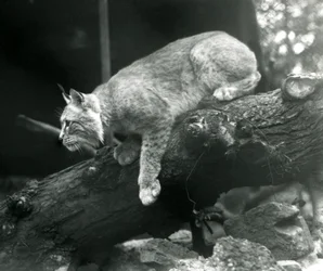 Una lince del nord che si sporge da un ramo, Zoo di Londra, ottobre 1925