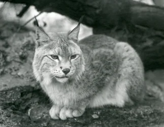 Una lince del nord seduta su una roccia, Zoo di Londra, ottobre 1925