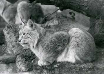 Una lince del nord seduta su una roccia, Zoo di Londra, ottobre 1925