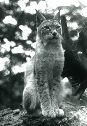 Una lince del nord seduta allo Zoo di Londra, luglio 1925
