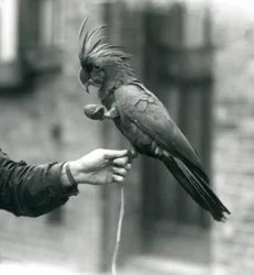 Un cacatua delle palme che si aggrappa con un piede al dito di un guardiano e tiene nell
