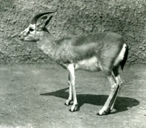 Una gazzella persiana al London Zoo, giugno 1925