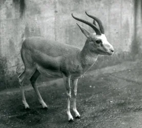 Una gazzella persiana, goitered o dalla coda nera allo Zoo di Londra, agosto 1927