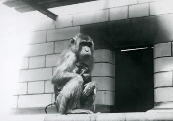 Un macaco nemestrino tiene in braccio il suo piccolo mentre siede su un cornicione piastrellato nel suo recinto allo zoo di Londra nel 1928