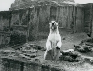 Un orso polare seduto nel suo recinto alla base delle terrazze Mappin allo Zoo di Londra, settembre 1928
