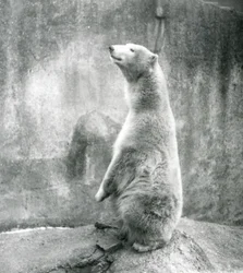 Un orso polare seduto sulle zampe posteriori allo Zoo di Londra nel 1929