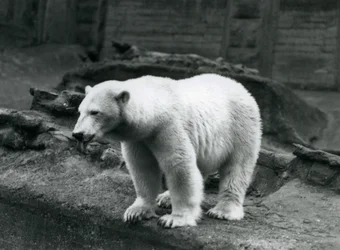 Un orso polare in piedi al bordo del suo recinto alla base delle Terrazze Mappin, Zoo di Londra, settembre 1928 (foto b/n)