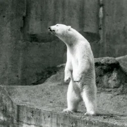 Un Orso Polare in piedi, sulle zampe posteriori, al bordo del suo recinto sulle Terrazze Mappin, Zoo di Londra