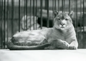 Un puma/leone di montagna sdraiato nel suo recinto allo zoo di Londra nel giugno 1925