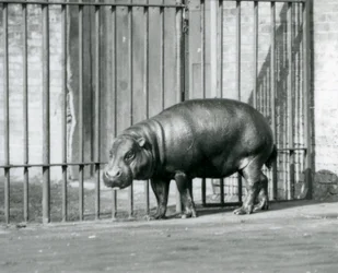 Un ippopotamo pigmeo allo Zoo di Londra, 1927