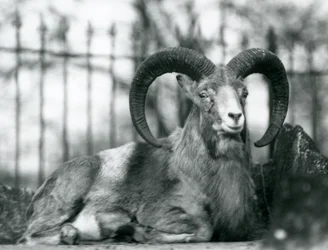 Un ariete seduto allo zoo di Londra, 1925