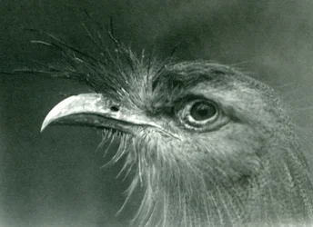 Un seriema dalle zampe rosse allo Zoo di Londra nel 1924