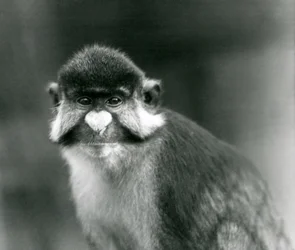 Una scimmia dal naso bianco dalla coda rossa o guenon dalla coda rossa di Schmidt, Zoo di Londra
