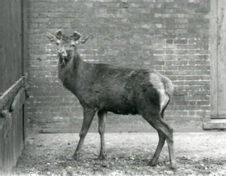 Un cervo rosso con corna in crescita, Zoo di Londra, agosto 1928 (foto b/n)