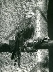 Un nibbio rosso appollaiato su un ramo allo Zoo di Londra nel 1924