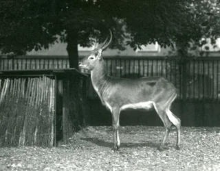 Un lechwe rosso al London Zoo, luglio 1924