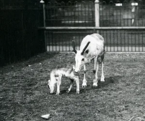 Una renna con il suo vitello allo zoo di Londra, marzo 1914