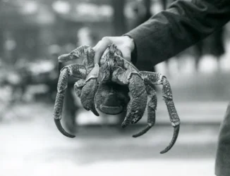 Un granchio ladro, o granchio del cocco tenuto da un custode allo Zoo di Londra, luglio 1927