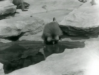 Un Babbuino Sacro che beve da una piscina tra le rocce di 