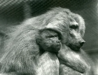Un babbuino sacro con il suo piccolo allo Zoo di Londra, luglio 1924