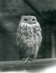 Un gufo reale di Savigny su un ramo allo Zoo di Londra, settembre 1925
