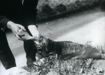 Un cucciolo di foca nutrito con il biberon dal suo custode, Zoo di Londra, agosto 1925