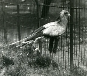 Un uccello segretario allo Zoo di Londra, settembre 1923