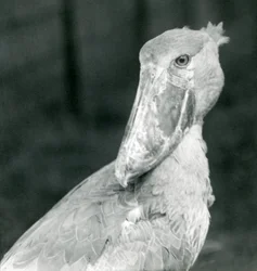 Un cicogna dal becco a scarpa, zoo di Londra, luglio 1926