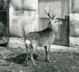 Un cervo maculato giapponese in piedi nel suo recinto, allo Zoo di Londra, agosto 1927