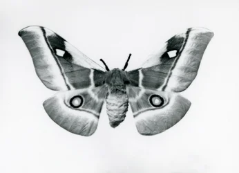 Una falena della seta, Bunaea caffraria, allo zoo di Londra, prima del 1930