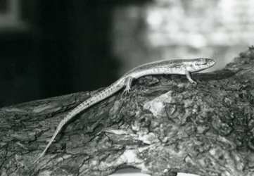 Uno scinco che riposa su un tronco allo zoo di Londra nel 1929
