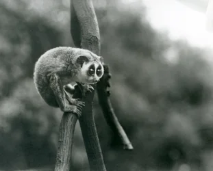 Un lori snello che guarda giù da un ramo, Zoo di Londra, agosto 1926