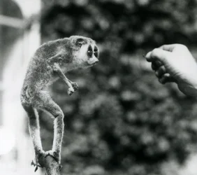 Un lori snello in piedi su un ramo, guardando la mano di un custode mentre gli viene offerto un verme della farina, Zoo di Londra, agosto 1926