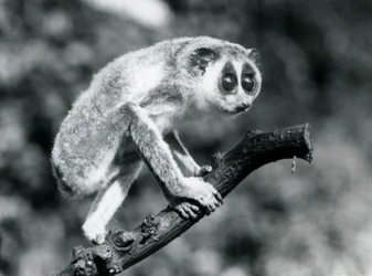 Un loris snello che cammina su un ramo, zoo di Londra, agosto 1926