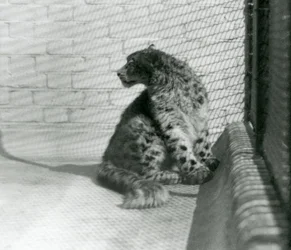 Un Leopardo delle Nevi seduto, sul pavimento, Zoo di Londra