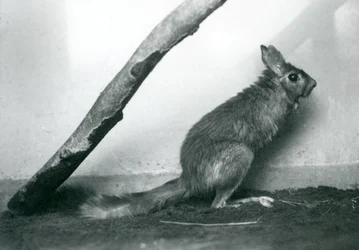Un Saltatore del Capo seduto sotto un ramo nel suo recinto, Zoo di Londra, dicembre 1925