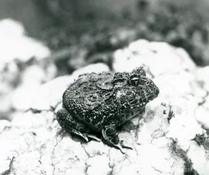 Una rana cornuta sudamericana seduta su una roccia, Zoo di Londra, agosto 1928