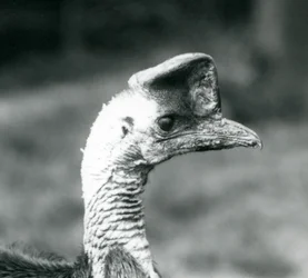 Casuario Meridionale allo Zoo di Londra, giugno 1925