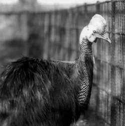 Un casuario meridionale al London Zoo, giugno 1925