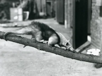 Un Tamandua meridionale/Formichiere dal collare/Formichiere minore, che cammina lungo un ramo allo Zoo di Londra