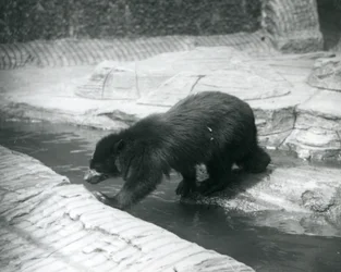 Un orso dagli occhiali o andino attraversa un ruscello all