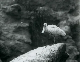 Un mestolone su una roccia allo Zoo di Londra nel settembre 1927