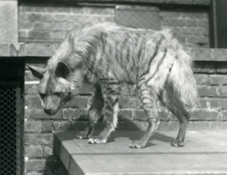 Una iena striata in piedi su una piattaforma nel suo recinto al London Zoo, giugno 1925