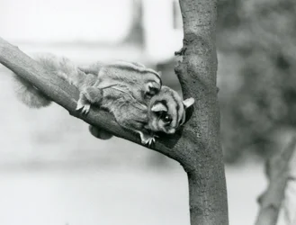 Un petauro dello zucchero su un ramo con il suo cucciolo sulla schiena, zoo di Londra
